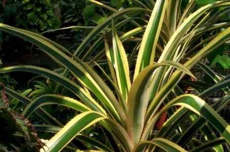 Tricolor Red Pineapple,Ananus bracteatus 'Striatus', copyright � almostedenplants.com